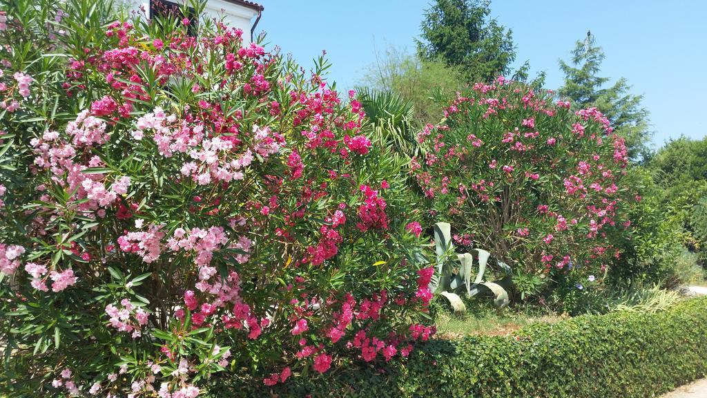 Guest House Villa Marlis 马林斯卡 外观 照片